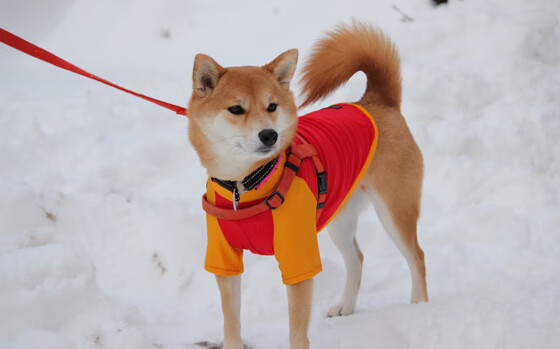 FB体育APP-_跨界滑板+舞蹈：运动的艺术新表达_，滑板运动视频