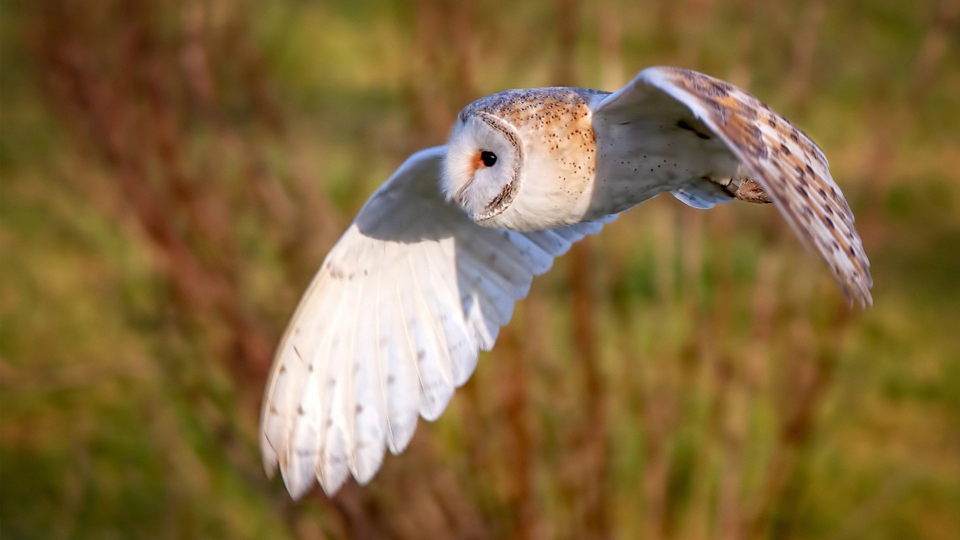fb体育全站-中国足球旅游融合项目获行业重点支持，中国的足球名宿