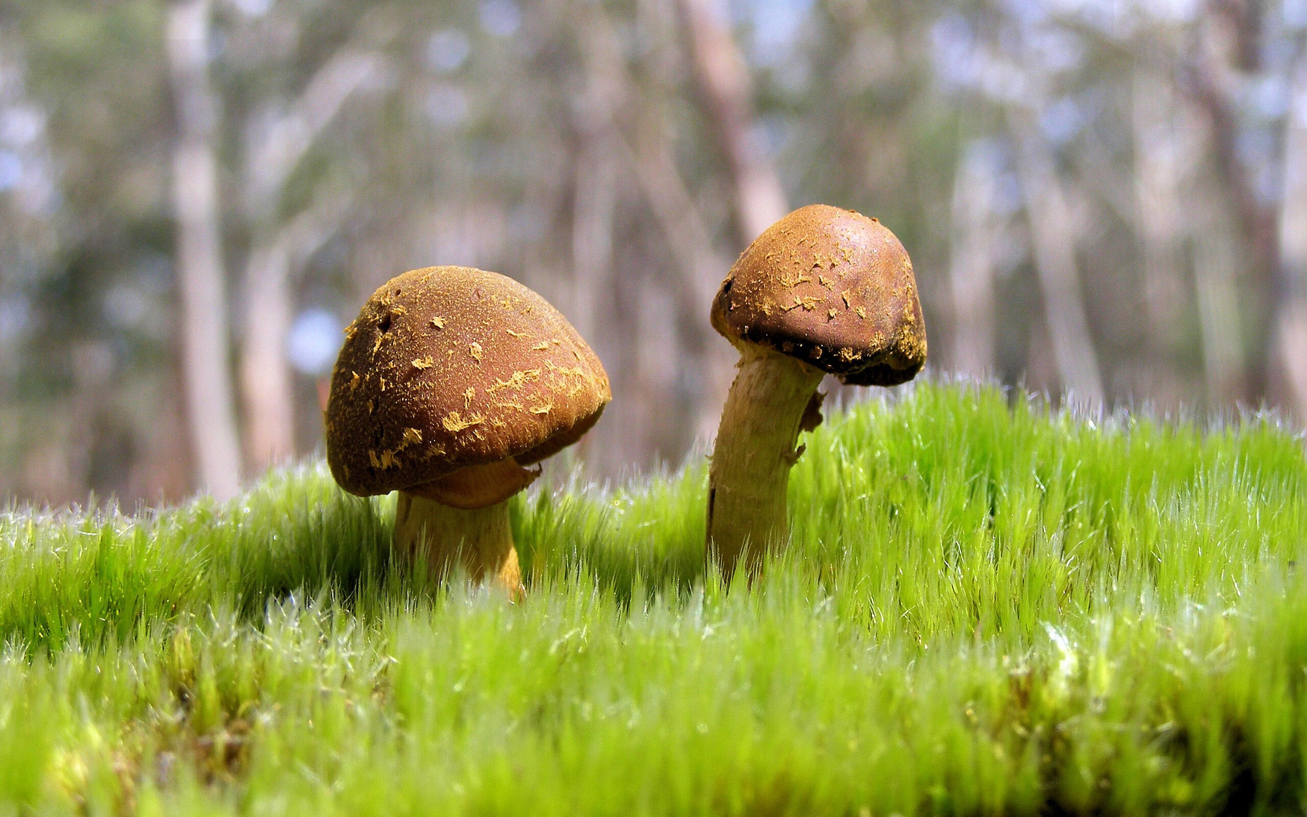 FB体育娱乐-全国青少年“践行绿色”篮球比赛在湖北恩施顺利举办，全国青少年蓝球比赛