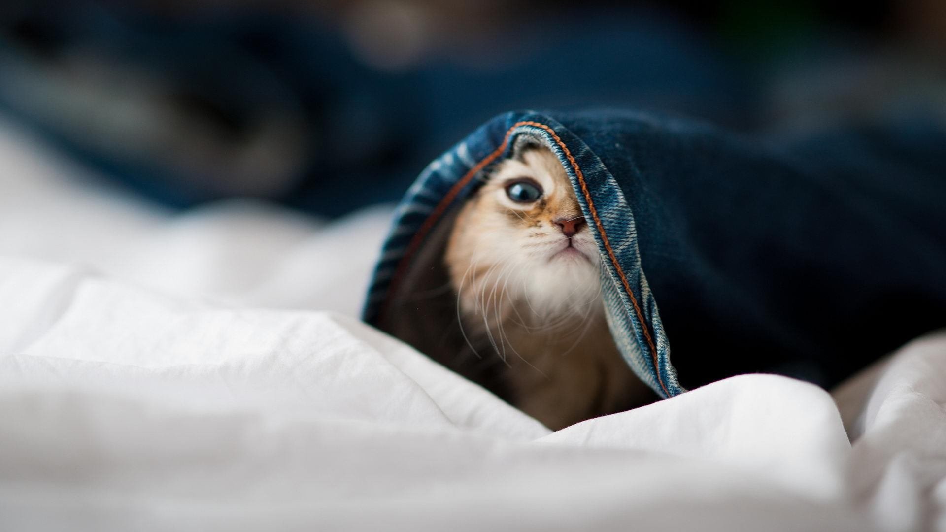 fb体育中国-青少年“创新篮球”校园赛在上海科技馆盛大举行，上海2020青少年篮球比赛